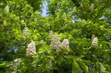 Aesculus hippocastanum bahar ağaç dalları, beyaz çiçekli bitki ve ormandaki yeşil yaprakları