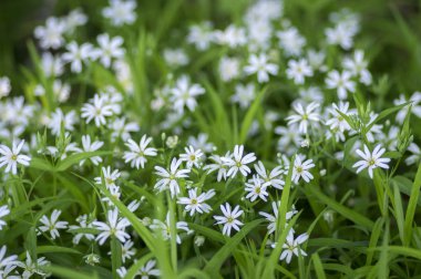 Stellaria holostea büyük stitchwort çok yıllık çiçekler açan, grup gün ışığında yeşil zemin üzerine beyaz çiçek