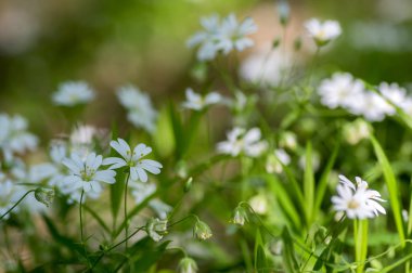 Stellaria holostea büyük stitchwort çok yıllık çiçekler açan, grup gün ışığında yeşil zemin üzerine beyaz çiçek