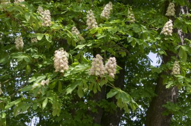 Aesculus hippocastanum bahar ağaç dalları, beyaz çiçekli bitki ve ormandaki yeşil yaprakları