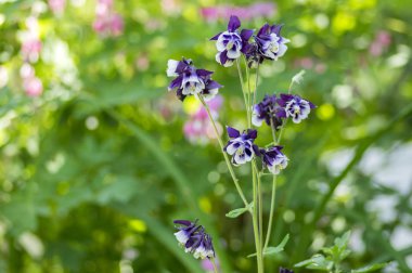 Aquilegia vulgaris, ortak columbine mor menekşe beyaz çiçekler açan güneş ışığı altında