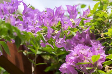Buganvilla, bugambilia çalı bloom, mor menekşe çiçekli süs çiçek, yeşil yapraklarında Şubeleri