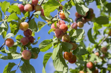 Prunus cerasifera kiraz erik ağacı, özgü Erik dalları meyve, yeşil yeşillik olgunlaşma tam