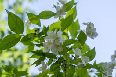 Yanlış Yasemin çiçek, çalı Şubesi, yeşil süs beyaz çiçekleri yaprakları karşı mavi gökyüzü
