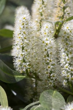Prunus laurocerasus çalı çiçek grup küçük beyaz çiçek, yeşil dallarda, güneş ışığı bırakır