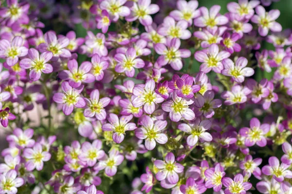 Rockfoils 花のテクスチャのユキノシタ Arendsii 観賞山花 小さな地面の植物を開花ピンク グループ — ストック写真