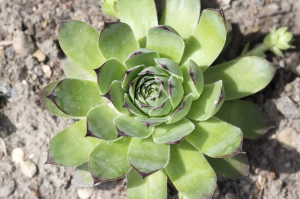 Sempervivum Tectorum Plante Vivace Feuilles Persistantes Rosettes Vertes Dans Jardin — Photo