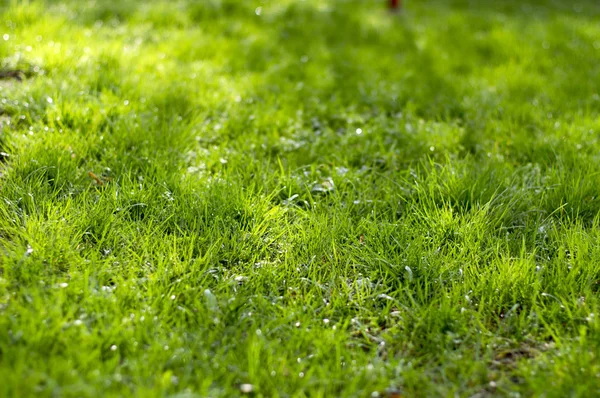 Grönt Gräs Bakgrund Med Solljus Och Skuggor Vackra Våren Grönska — Stockfoto