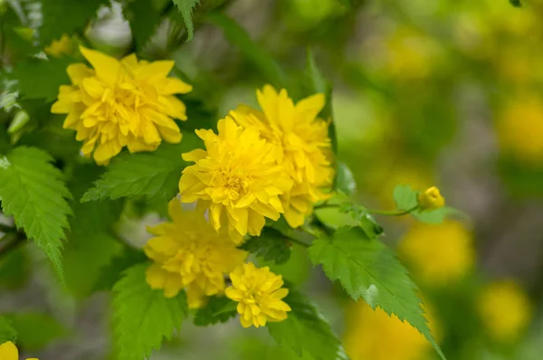 Kerria Japonica Pleniflora Cultivar Bloom Called Bachelors Buttons Yellow Flowers — Stock Photo, Image