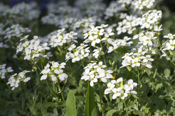 Arabis Caucasica Ornamental Garden White Flowers Mountain Rock Cress Ground — Stock Photo, Image