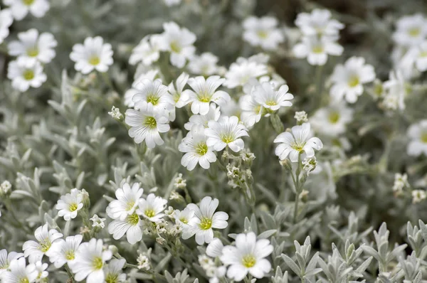 Cerastium Tomentosum Snow Summer 不断の花満開 緑の背景 一束の花白の開花植物のグループ — ストック写真