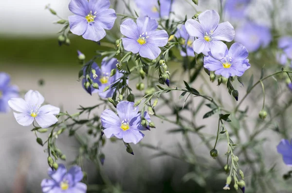 Linum Lewisii Mehrjährige Zierpflanze Schöne Blüten Hellblau Blühende Pflanze Mit — Stockfoto