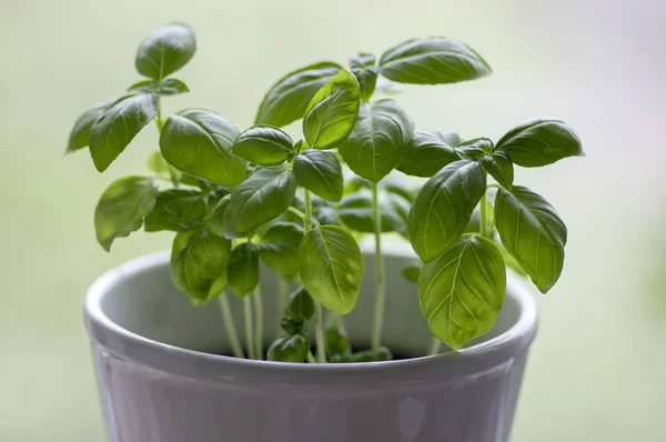 Thai basil plant with green leaves, common basil healthy edible herb in white pot, blurry green background