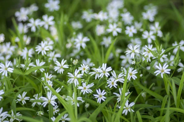 Stellaria Holostea Mai Mare Stitchwort Flori Perene Floare Grup Flori — Fotografie, imagine de stoc