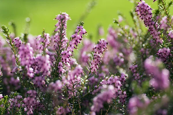 Erica Carnea Protegida Flor Del Bosque Flor Pequeñas Flores Hojas — Foto de Stock