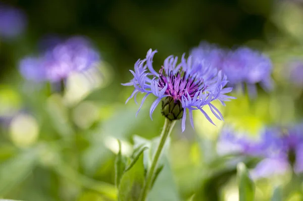 Centaurea Montana Horských Trvalých Chrpy Květ Kvetoucí Okrasné Modré Divoké — Stock fotografie