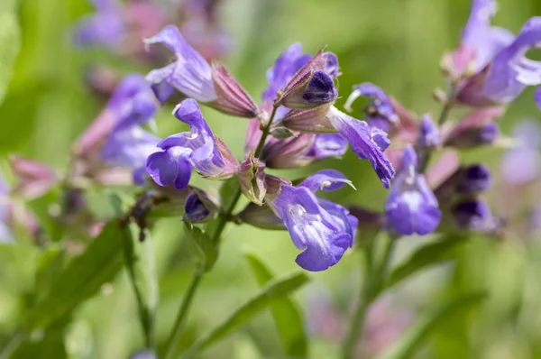 보라색 보라색 공장에서 Salvia Officinalis Healhty Subshrub — 스톡 사진