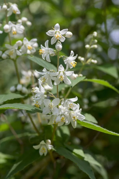 Deutzia Gracilis Flores Blancas Flor Hermoso Arbusto Ornamental Con Flores — Foto de Stock