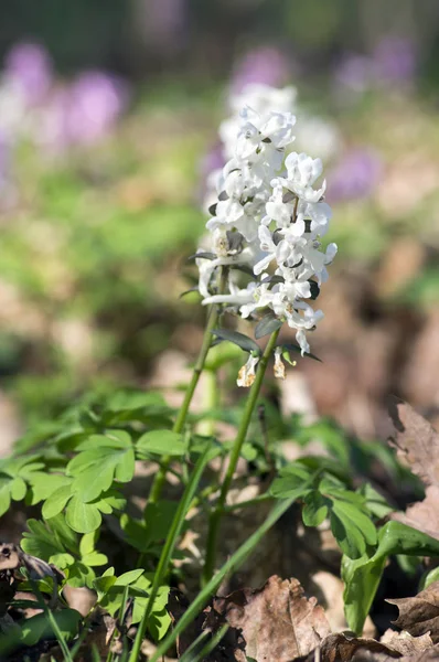 Corydalis Cava Early Spring Wild Forest Flowers Bloom White Flowering — Stock Photo, Image