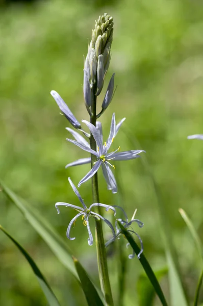 Camassia Cusickii Cussicks カマス観賞開花植物の花 日光に咲く青い小さな花が光のグループで — ストック写真