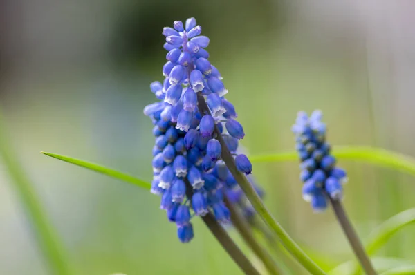 Muscari Armeniacum Ornamental Springtime Flowers Flowering Blue Plant Garden Group — Stock Photo, Image