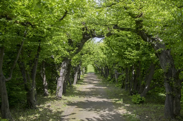 Caminho Incrível Emoldurado Por Árvores Caducas Jardim Ornamental Lugares Mágicos — Fotografia de Stock