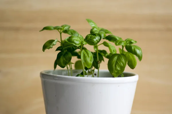 Thai basil plant with green leaves, common basil healthy edible herb in white pot, wooden background