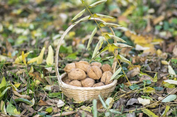 Grupo Nueces Derramadas Hierba Hojas Otoño Pequeña Canasta Mimbre —  Fotos de Stock