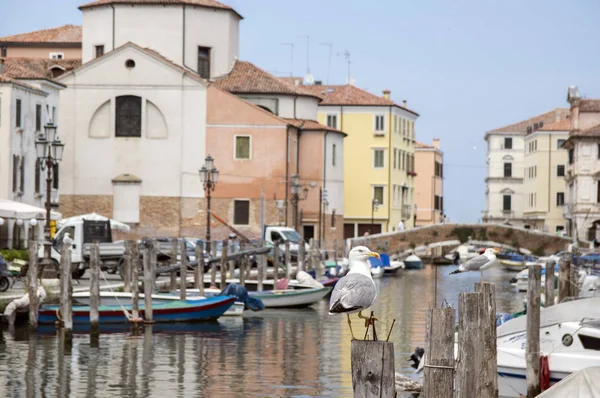 Juin 2017 Début Soirée Dans Les Rues Chioggia Scène Romantique — Photo