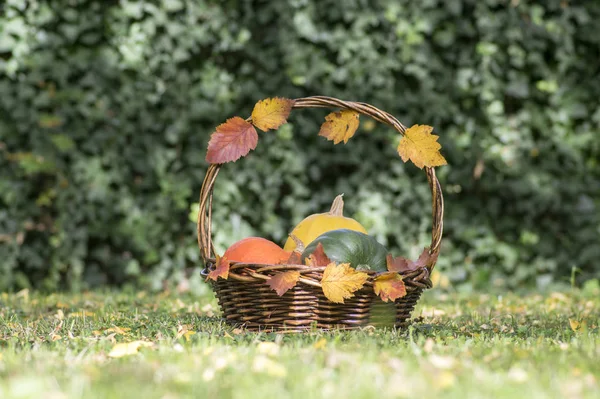 Tres Calabazas Cesta Mimbre Calabaza Espagueti Amarillo Calabaza Moscatel Verde — Foto de Stock