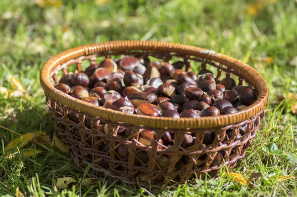 分散生甜栗子 美味和健康的棕色坚果在柳条篮子 — 图库照片