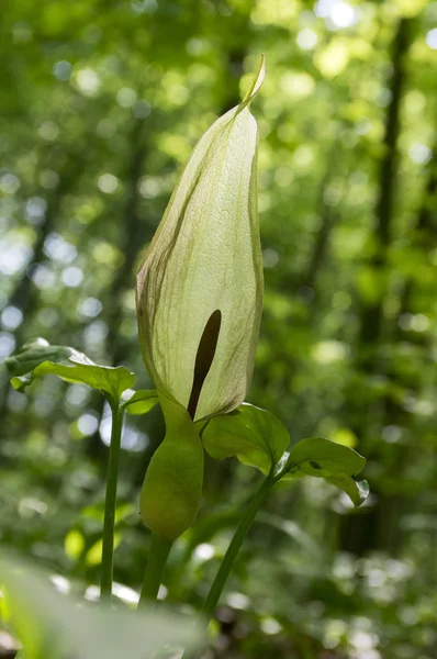 Arum Maculatum Snakehead Flower Bloom — Stock Photo, Image