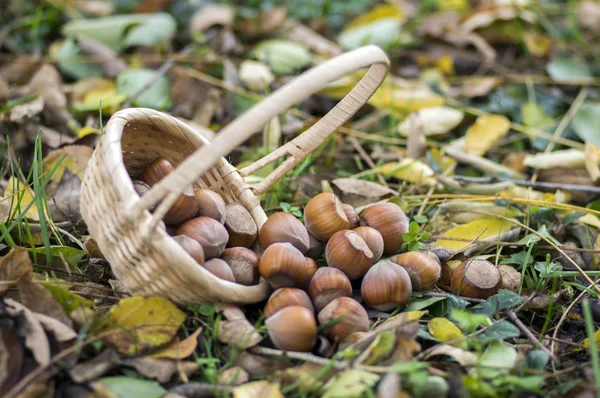 Grupp Hasselnötter Spillts Gräs Och Höst Bladen Liten Korg — Stockfoto