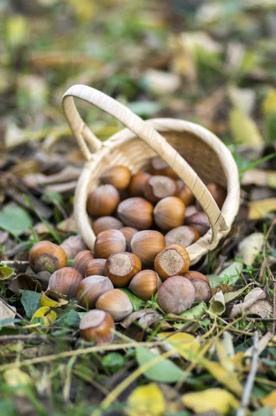 Gruppo Nocciole Versate Nell Erba Foglie Autunnali Piccolo Cesto Vimini — Foto Stock