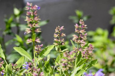 Salvia officinalis evergreen healhty subshrub Bloom, menekşe mor çiçekli faydalı bitki, çiçek soluk