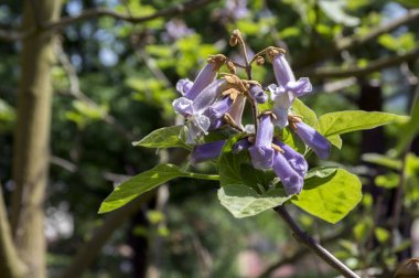 Paulownia tomentosa süs çiçekli ağaç, dalları yeşil yaprak, tohum ve menekşe çan bahar çiçekleri ile