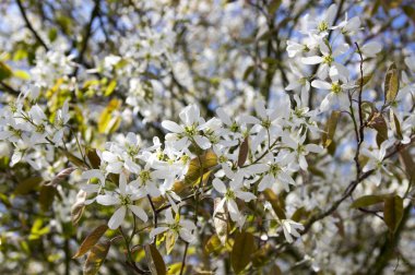 Amelanchier spicata tree in bloom, service berry white ornamental flowers and buds clipart