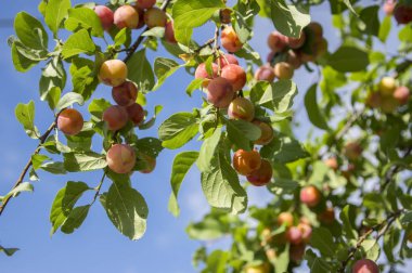 Prunus cerasifera kiraz erik ağacı, özgü Erik dalları meyve, yeşil yeşillik olgunlaşma tam
