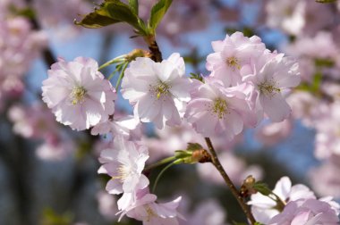 Çiçek, çiçek açan ağaç romantik pembe bahar, Prunus serrulata tam çift çiçek dalları