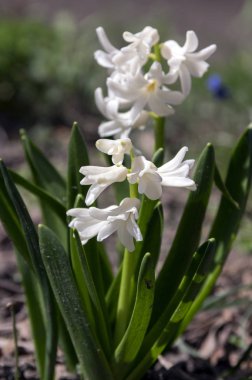 Beyaz sümbül bitkiler, çiçek tomurcukları ile soğanlı bahar çiçekleri ve yaprakları