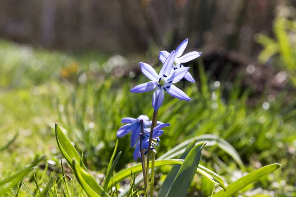 One Plant Scilla Siberica Early Spring Blue Flowers Bloom Grass — Stock Photo, Image