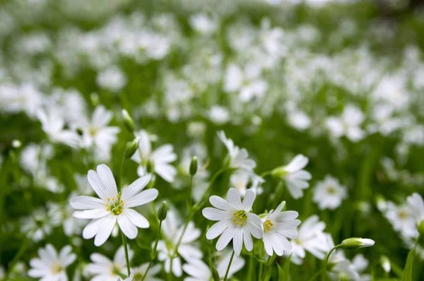 Stellaria Holostea Büyük Stitchwort Çok Yıllık Çiçekler Açan Grup Yeşil — Stok fotoğraf