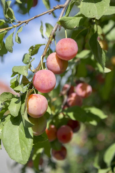 Prunus cerasifera cherry plum tree, myrobalan plum branches full of ripening fruits, green foliage