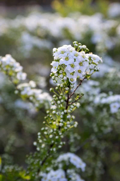 Tawuła Szara Rozkwicie Szary Grefsheim Krzew Białych Kwiatów Świetle Poranka — Zdjęcie stockowe