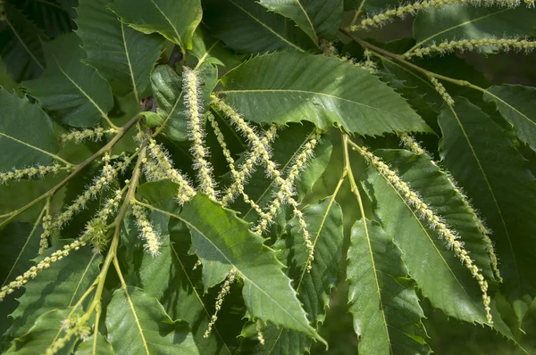 Castanea Sativa Fiore — Foto Stock