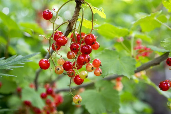 Mogna Röda Vinbär Bär Frukt Grenen Bio Organiska Bakgård Friska — Stockfoto