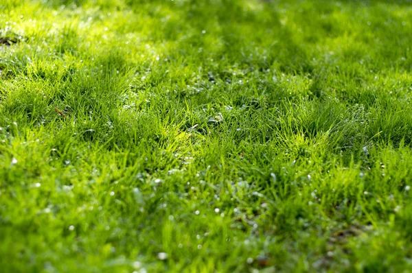 Fondo Hierba Verde Con Luz Solar Sombras Hermoso Césped Primavera —  Fotos de Stock