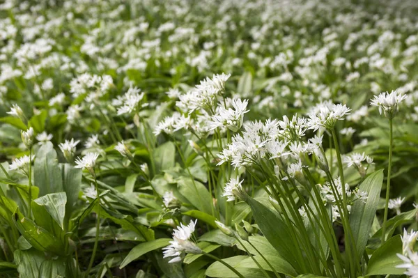 Allium Ursinum Poartă Usturoi Floare — Fotografie, imagine de stoc