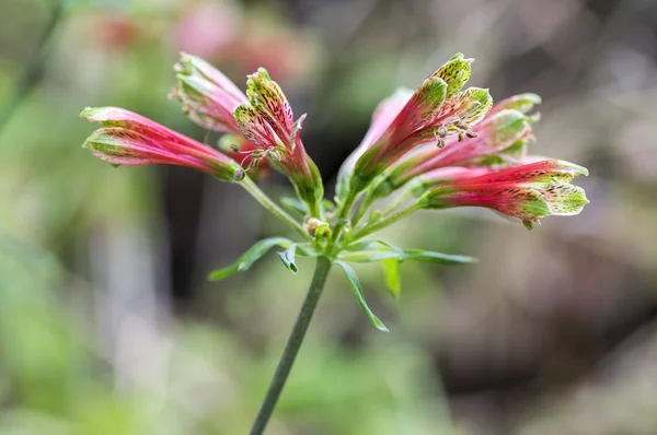 화려한 브라질 그룹에서 놀라운 Alstroemeria Viridiflora — 스톡 사진