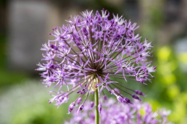 Allium hollandicum, çiçek açmış bir grup mor İran süs soğanı çiçeği.